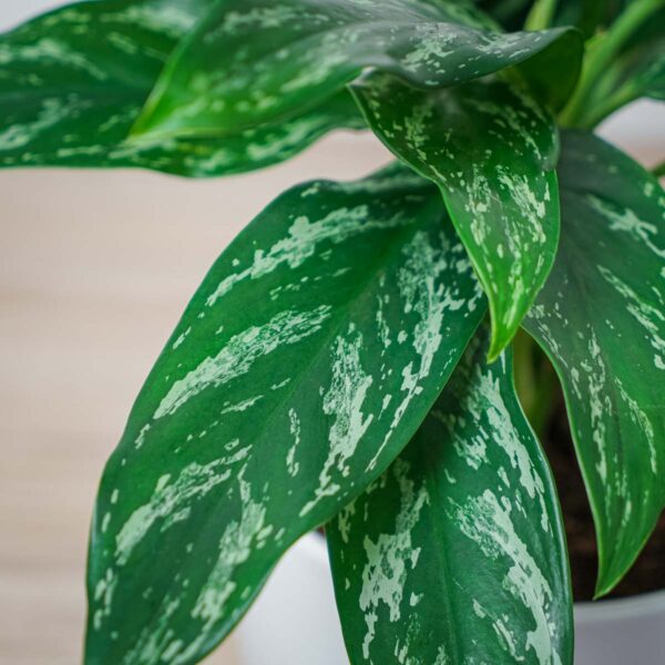 aglaonema-silver-splash aglaonema-silver-splash