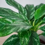 aglaonema-silver-splash