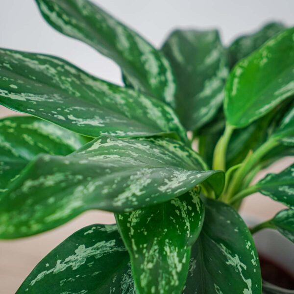 aglaonema-silver-splash aglaonema-silver-splash