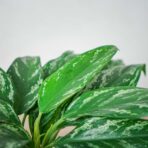aglaonema-silver-splash