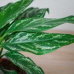 aglaonema-silver-splash