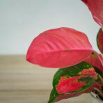 aglaonema-orange-star