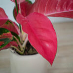 aglaonema-orange-star