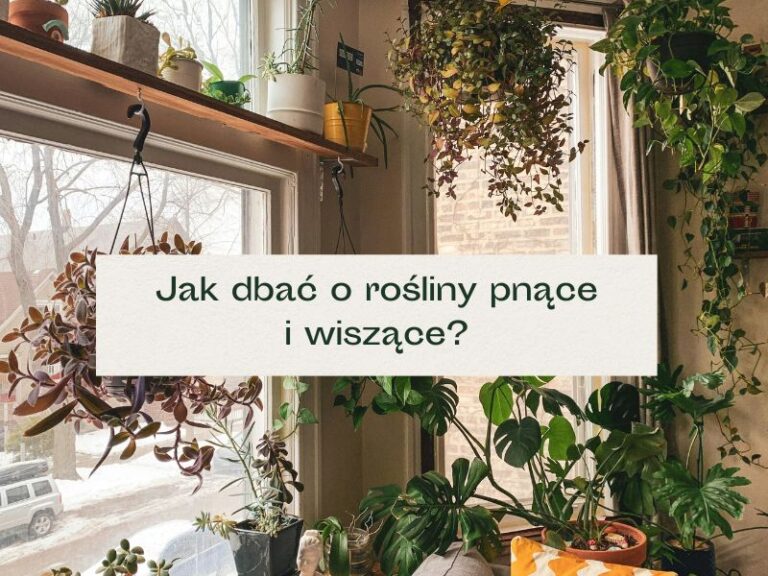 Wiszące rośliny