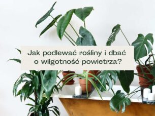 Rośliny ustawione na wannie.