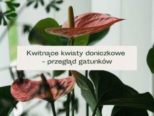 Roślina z kwiatami w kolorze brudnego różu