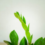 zamioculcas-zamiifolia-zamiokulkas