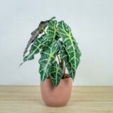 alokazja-polly-alocasia