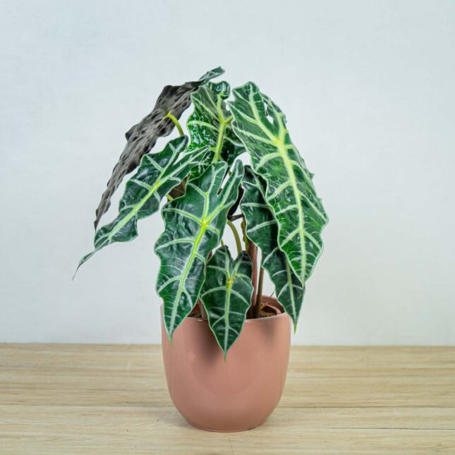 alokazja-polly-alocasia alokazja-polly-alocasia