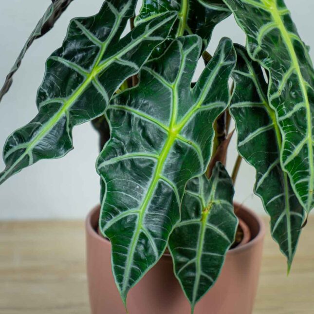 alokazja-polly-alocasia alokazja-polly-alocasia