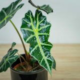 alokazja-polly-alocasia