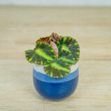 begonia-cleopatrae-baby