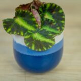 begonia-cleopatrae-baby