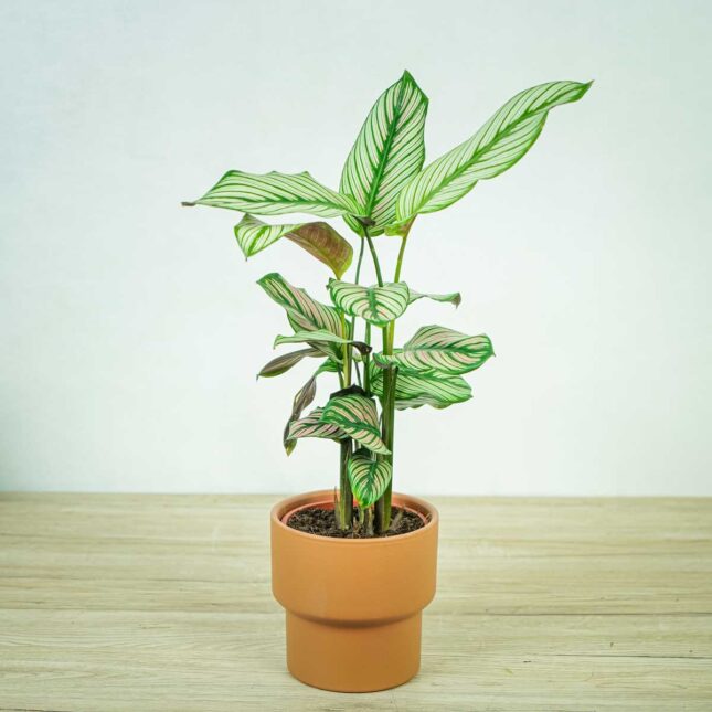calathea-white-star calathea-white-star