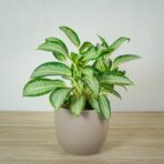 aglaonema-green-bowl