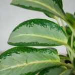 aglaonema-green-bowl