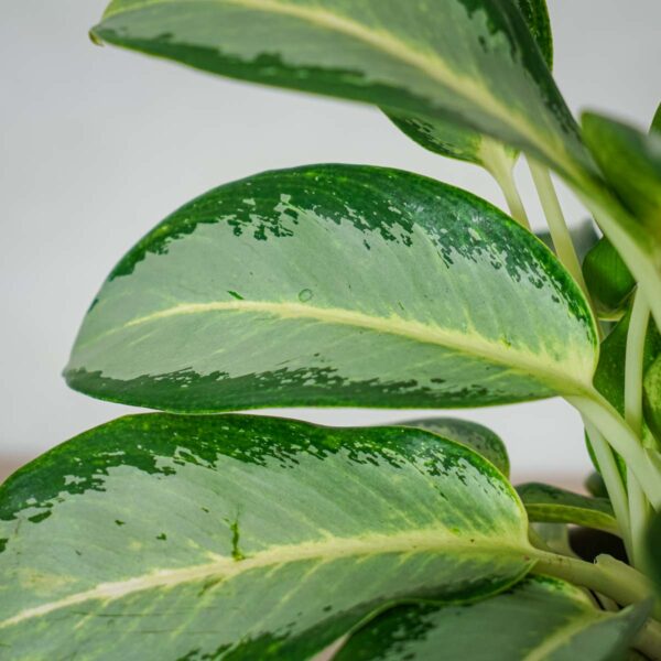 aglaonema-green-bowl (2) aglaonema-green-bowl