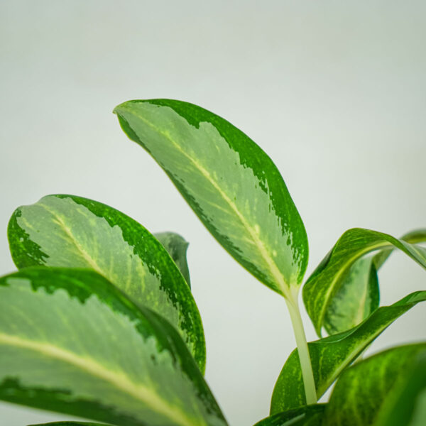 aglaonema-green-bowl (3) aglaonema-green-bowl