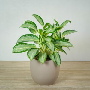 aglaonema-green-bowl