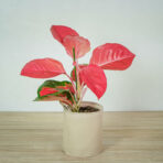 aglaonema-orange-star