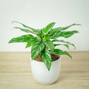aglaonema-silver-splash