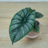 alokazja-silver-nebula-baby-alocasia