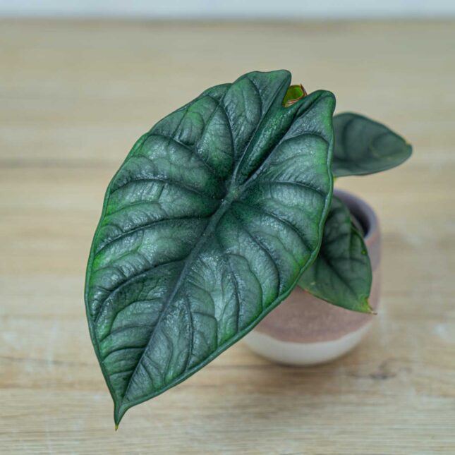 alokazja-silver-nebula-baby-alocasia (2) alokazja-silver-nebula-baby-alocasia