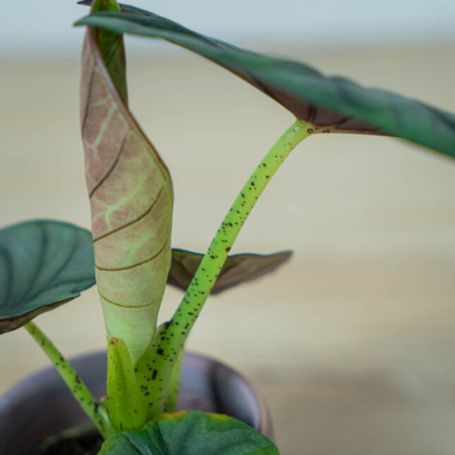 alokazja-silver-nebula-baby-alocasia (3) alokazja-silver-nebula-baby-alocasia