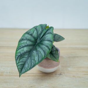 alokazja-silver-nebula-baby-alocasia