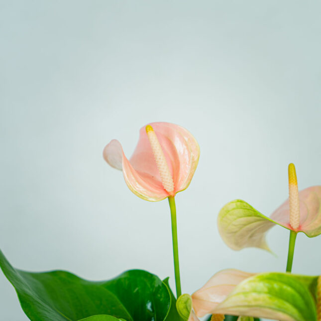 anthurium-joli-peach (2) anthurium-joli-peach
