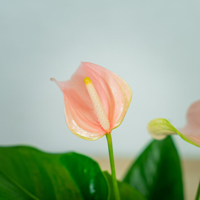 anthurium-joli-peach (3) anthurium-joli-peach