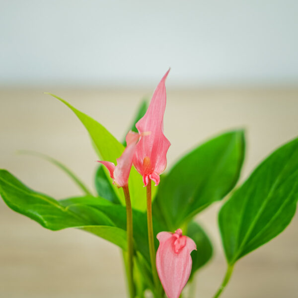 anthurium-lilli-pink (2) anthurium-lilli-pink