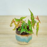 begonia-amphioxus-baby