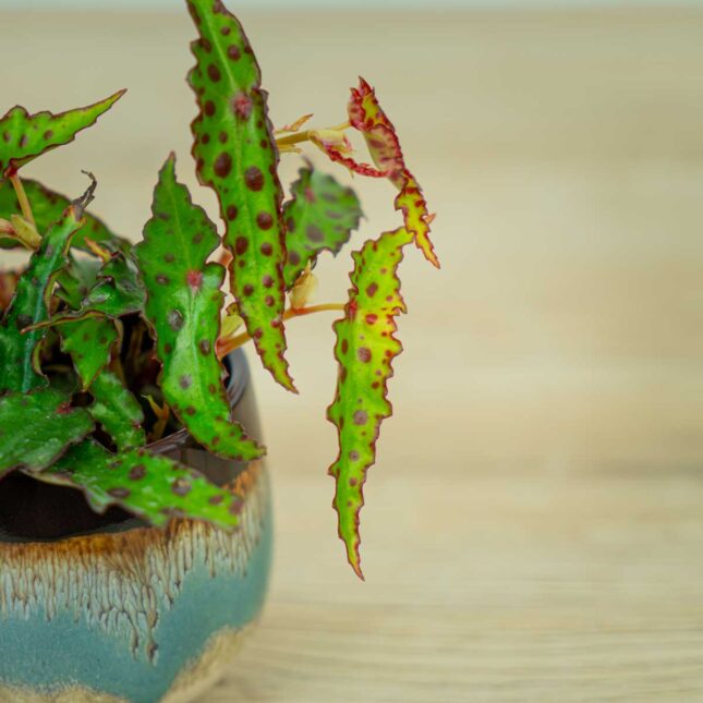 begonia-amphioxus-baby (2) begonia-amphioxus-baby