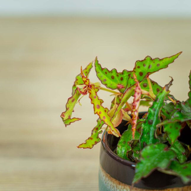 begonia-amphioxus-baby (3) begonia-amphioxus-baby