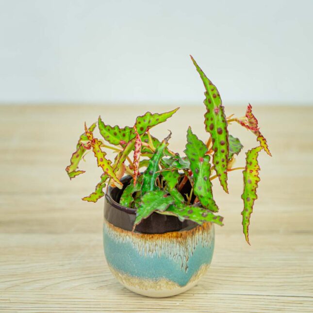 begonia-amphioxus-baby begonia-amphioxus-baby