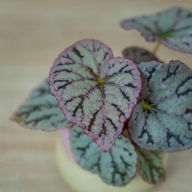 begonia-rex-chayo-baby (2) begonia-rex-chayo-baby