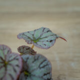 begonia-rex-chayo-baby