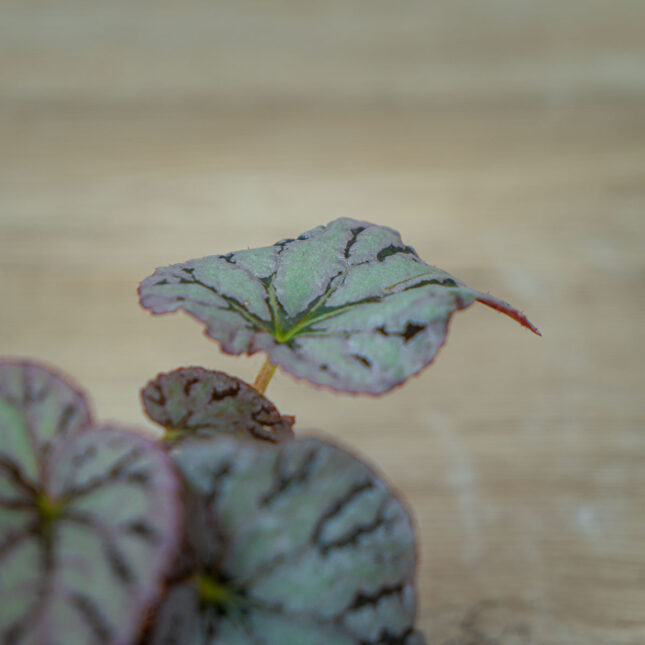 begonia-rex-chayo-baby (3) begonia-rex-chayo-baby
