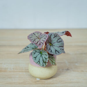 begonia-rex-chayo-baby