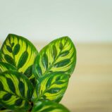 calathea-makoyana-baby
