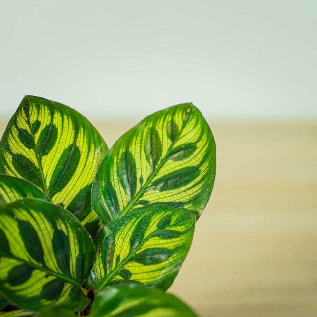 calathea-makoyana-baby (2) calathea-makoyana-baby