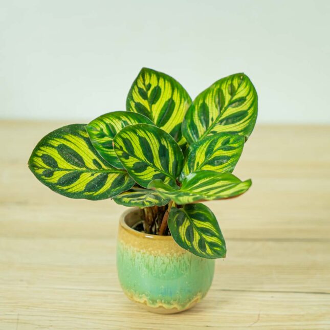 calathea-makoyana-baby calathea-makoyana-baby