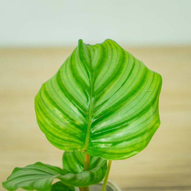 calathea-orbifolia-baby (2) calathea-orbifolia-baby