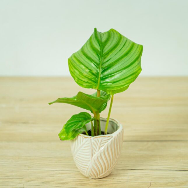 calathea-orbifolia-baby