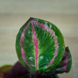 calathea-roseopicta-illustris-baby
