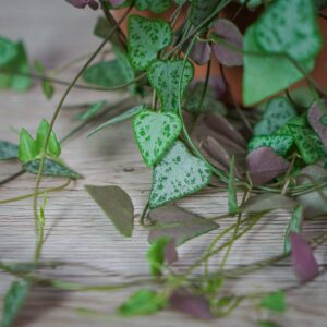 ceropegia-linearis-iris