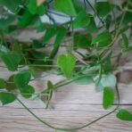 ceropegia-linearis-remy