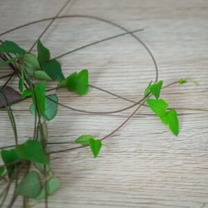 ceropegia-linearis-remy