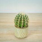 echinocactus-grusonii-var-albispinus-kaktus